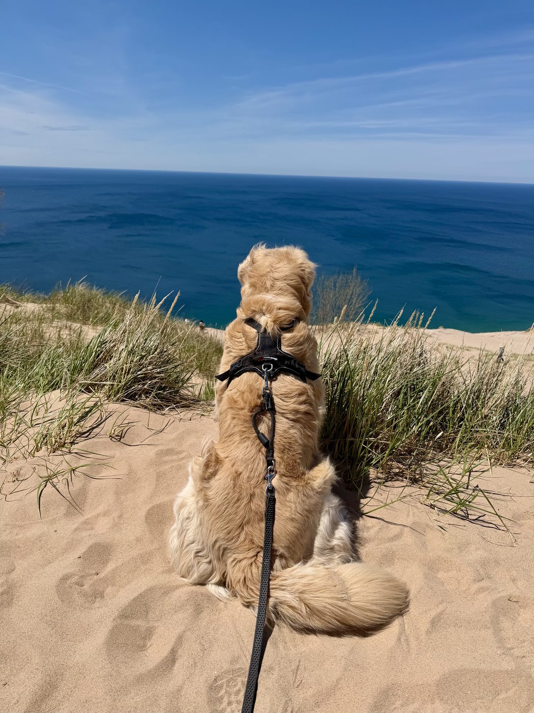 A Golden Retriever atop a perched dune overlooking Lake Michigan